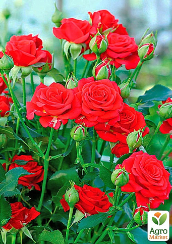 Роза мелкоцветковая (спрей) "Микадо" (саженец класса АА+) высший сорт - фото 2