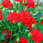 Троянда дрібноквіткова (спрей) "Мікадо" (саджанець класу АА+) вищий сорт  купить