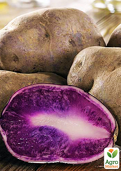 Насіннєва картопля фіолетова "Гурман" (1 репродукція) 1кг1