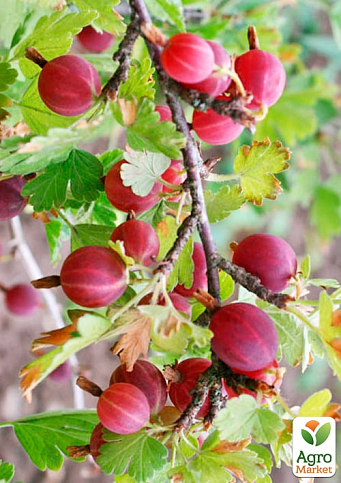 Аґрус "Хінномакі Род" (Ribes uva-crispa "Hinnonmäki Röd") Нідерланди, вазон П9 - фото 2