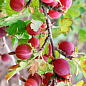 Аґрус "Хінномакі Род" (Ribes uva-crispa "Hinnonmäki Röd") Нідерланди, вазон П9 купить