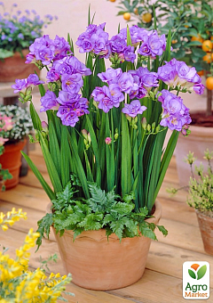 Фрезия простая "Purple" 18
