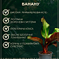 LMTD Банан Карликовый "Dwarf Cavendish" (высота 100-130см) цена