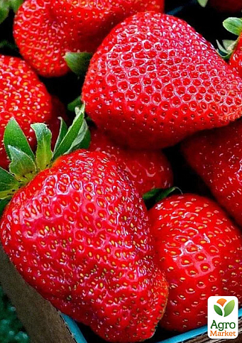 Полуниця "Гармонія" (Harmony) (ранній, ремонтантний, великоплідний сорт)