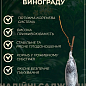 Виноград "Попелюшка" (дуже великий солодкий виноград селекції Калугіна ВМ) купить