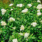 Спірея японська 2-х річна "Albiflora" вазон С2, висота 20-40см