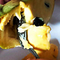Азіміна трилоба "Бананове дерево" (перехресне запилення, вік саджанця 3 роки, садити по 2шт) цена