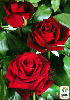 Роза чайно-гибридная "Ред Наоми" (саженец класса АА+) высший сорт1