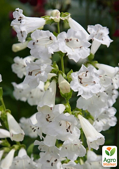 Пенстемон "Harlequin White"1