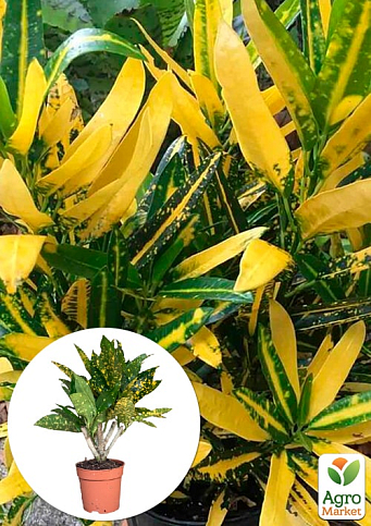 Codiaum "Sunny Star"