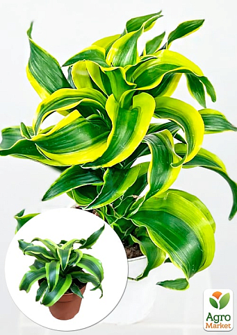 LMTD Драцена "Tornado" (висота 20-30см)