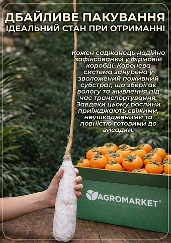 Хурма на виргинском морозостойком подвое "Шарон" высший сорт! - фото 4