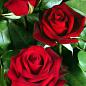 Троянда чайно-гібридна "Ред Наомі" (саджанець класу АА +) вищий сорт