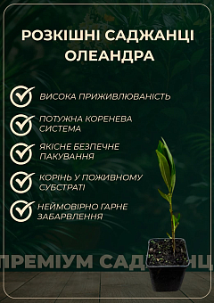Олеандр запашний "Angiolo Pucci" (вічнозелений, ароматний чагарник)15