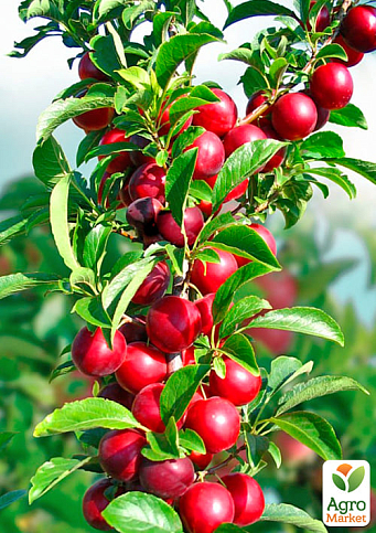 Алыча "Татьяна" (летний сорт, средний срок созревания)