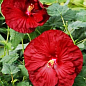 Гибискус травянистый "Бордовый" 
