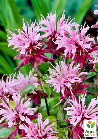 Бергамот (Монарда) лимонна "Beauty of Cobham"