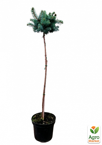 Ялина колюча «Глаука Глобоза» (Picea pungens «Glauca Globosa») S3, висота штамбу 70-100см - фото 2