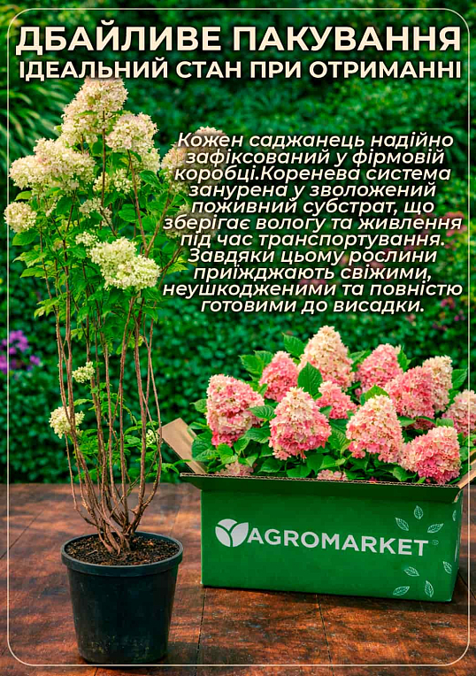 Гортензия метельчатая 5-и летняя "Vanilla Fraise" (высота саженца 120-130см)