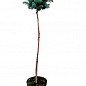 Ялина колюча «Глаука Глобоза» (Picea pungens «Glauca Globosa») S3, висота штамбу 70-100см купить