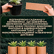 Лаванда Гібридна Sentivia "Blue Scent" цена