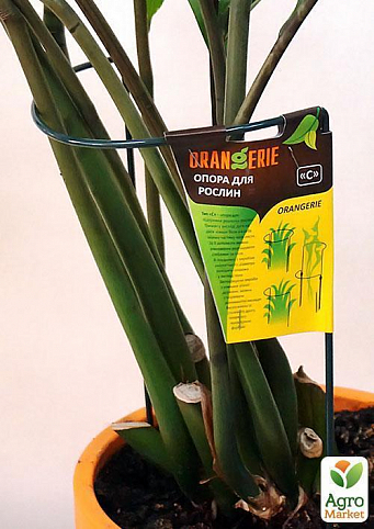 Опора для рослин ТМ "ORANGERIE" тип GC (зелений колір, висота 600 мм, кільце 30 мм, діаметр дроту 3 мм) - фото 2