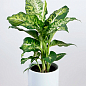 Дифенбахія (Dieffenbachia) "Mars" висота 40-60см