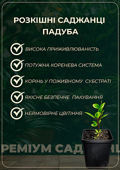 Падуб остролистный (Ilex aquifolium) вазон Р916