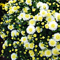 Хризантема мультифлора "Білий помпон" (вкоріненого живця висота 5-10 см)