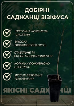 Зізіфус (унабі) "Первісток" (середній термін дозрівання, високоврожайний сорт) вазон Р9, висота 10-15см13