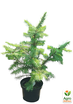 Ялиця Дугласа 3-х річна (Pseudotsuga menziesii) висота 30-40 см11