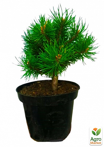 Сосна "Pruhonice"(Pinus parviflora "Pruhonice") C2, высота 30-40см - фото 2