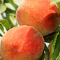 Персик "Інка" (літній сорт, пізній термін дозрівання) цена