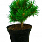 Сосна "Pruhonice"(Pinus parviflora "Pruhonice") C2, высота 30-40см купить