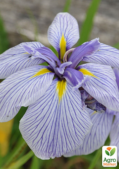 Ірис мечоподібний японський (Iris ensata) "Royal Pageant"2
