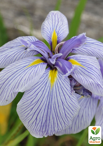 Ірис мечоподібний японський (Iris ensata) "Royal Pageant"