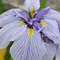 Ірис мечоподібний японський (Iris ensata) "Royal Pageant"