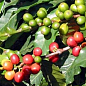 Кава "Арабіка" зростання 10-15 см купить