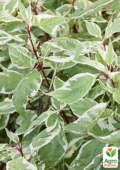Дерен білий "Sibirica Variegata" (висота саджанця 15-20см)8