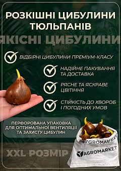 Тюльпан "Apricot Delight"22