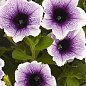 Петуния ампельная Sweetunia "Purple Spotlight" (контейнер №10, высота 10-15см)