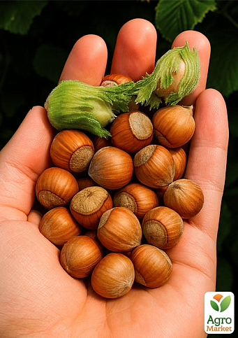 Фундук "Ямхилл" (средний срок созревания, перекрёстное опыление, садить по 2 шт)  - фото 4