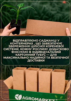 Ексклюзив! Банан карликовий "Абу" (Abu) (преміальний сорт, дуже солодкий)24