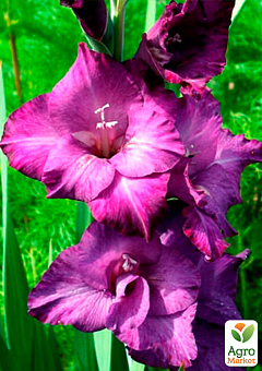 Гладиолус "Purple Flora" 3шт4