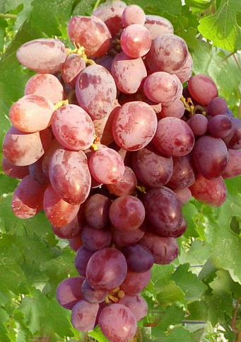 Виноград "Аристократ"