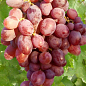 Виноград "Аристократ"