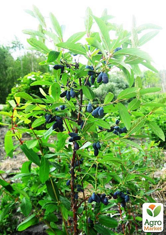 Ексклюзив! Жимолость синьо-сизого кольору "Ягідний пудинг" (Berry Pudding) (преміальний високоврожайний сорт, ранній термін дозрівання) - фото 2