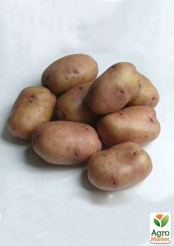 Картофель "Ажур" семенной среднеспелый (1 репродукция) 1кг - фото 2