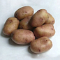 Картофель "Ажур" семенной среднеспелый (1 репродукция) 1кг купить