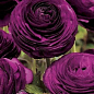 Лютики (Ранункулюс) "Violet" (розмір 5/6, великий)